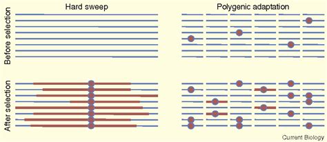 soft sweeps adaptation